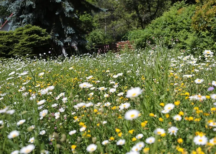 Rekreacni Vilka Zlenice